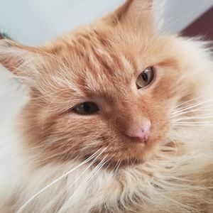 Meet your Posher, Kael